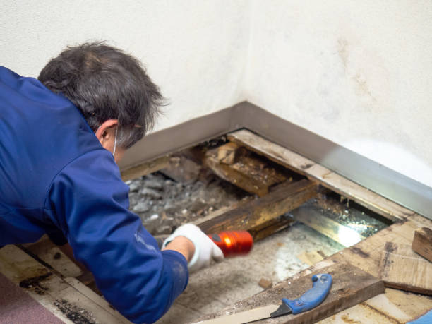 Best Attic Mold Remediation in Harvey, IL