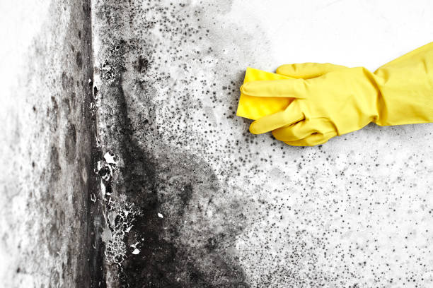 Professional Mold Remediation in Harvey, IL