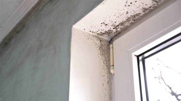 Best Crawl Space Mold Remediation in Harvey, IL