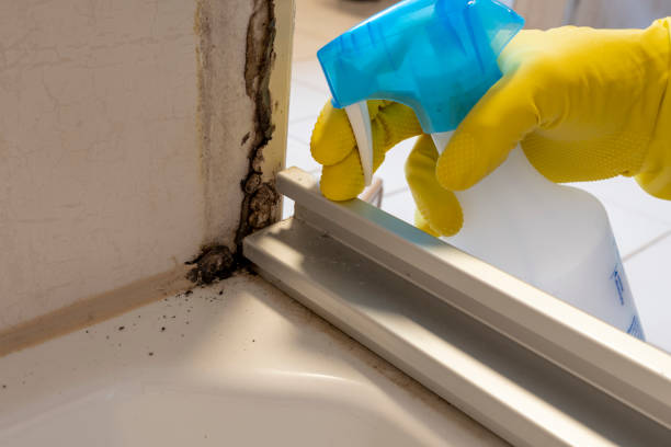 Best Commercial Mold Remediation in Harvey, IL