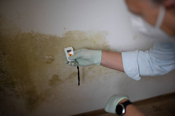Best Basement Mold Remediation in Harvey, IL