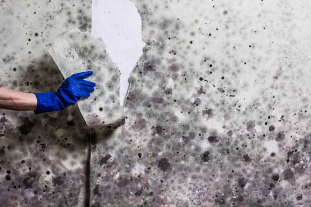 Best Mold Testing and Inspection Services in Harvey, IL