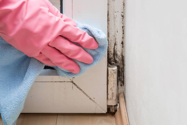 Best Insurance-Related Mold Remediation in Harvey, IL