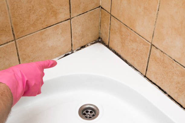Best Residential Mold Remediation in Harvey, IL